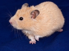 Mesocricetus auratus