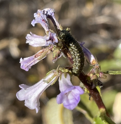 California yerba santa (Eriodictyon californicum)