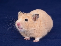 Mesocricetus auratus