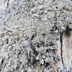 Punctelia appalachensis