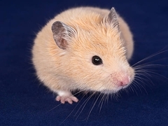 Mesocricetus auratus