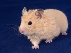 Mesocricetus auratus