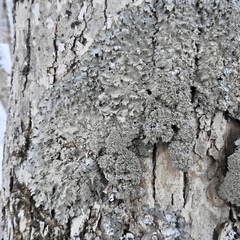 Punctelia appalachensis