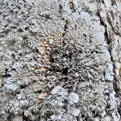 Physconia leucoleiptes