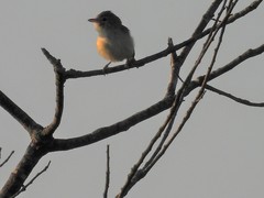 Vireo bellii