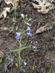 Collinsia linearis