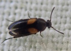Anaspis fasciata