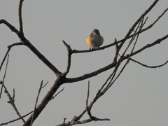 Vireo bellii