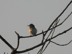 Vireo bellii