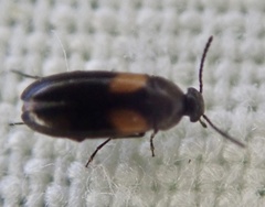 Anaspis fasciata