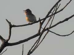 Vireo bellii
