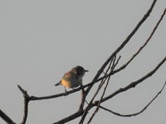 Vireo bellii