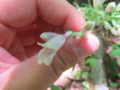 Penstemon canescens