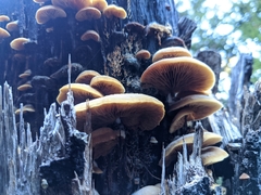 Crepidotus praecipuus