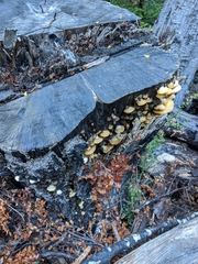 Crepidotus praecipuus