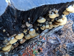 Crepidotus praecipuus