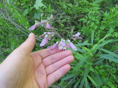Penstemon canescens