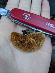 Crepidotus praecipuus