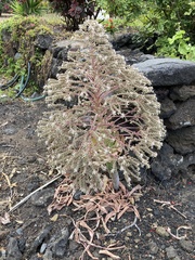 Aeonium hierrense