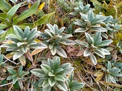 Brachyglottis revoluta