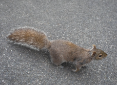 Sciurus carolinensis