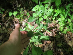 Silene virginica