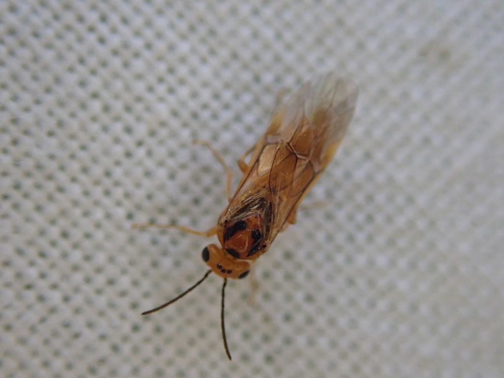 Hoplocampa pectoralis