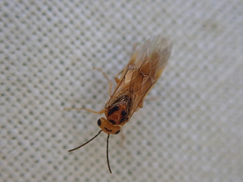 Hoplocampa pectoralis