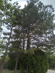 Pinus brutia eldarica