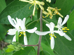 Lonicera