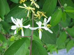 Lonicera
