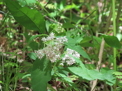 Asclepias quadrifolia