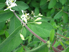 Lonicera