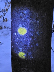 Pertusaria pustulata