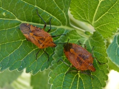 Agonoscelis venosa