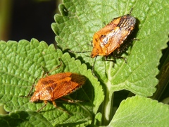 Agonoscelis venosa