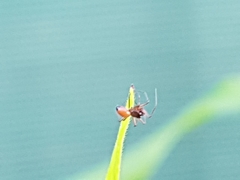 Ostearius melanopygius