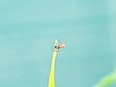 Ostearius melanopygius