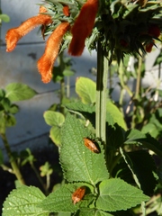 Agonoscelis venosa