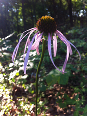Echinacea laevigata