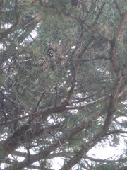 Pinus brutia eldarica