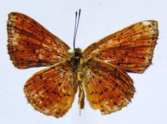 Calephelis sacapulas