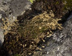 Mononeuria groenlandica