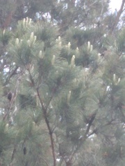 Pinus brutia eldarica