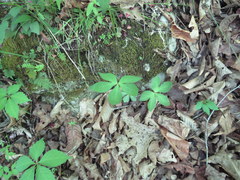 Sanicula smallii