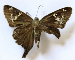 Thorybes dorantes dorantes