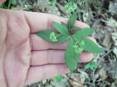 Sanicula smallii