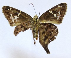 Thorybes dorantes dorantes