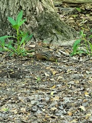 Tamias striatus