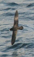 Procellaria parkinsoni
